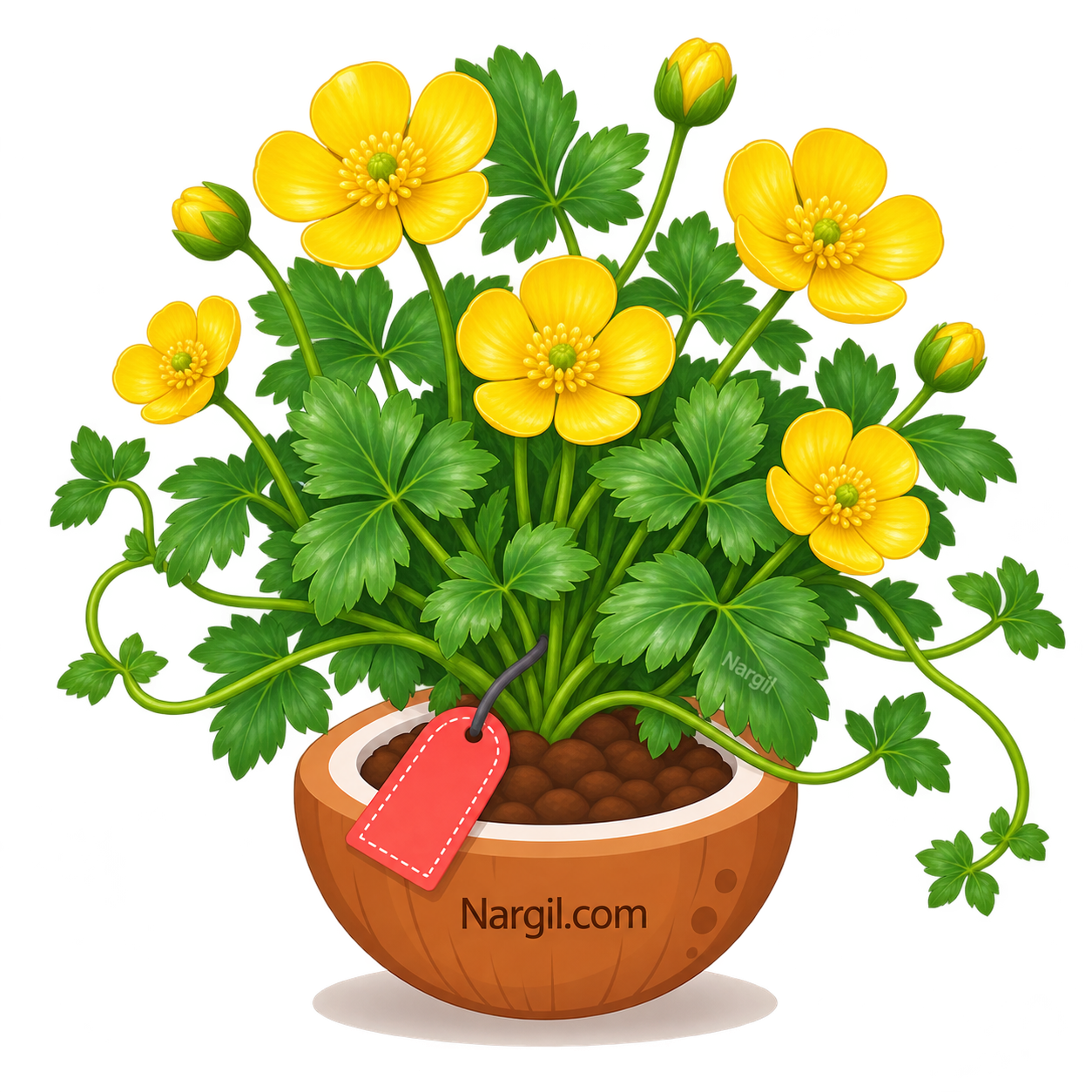 Nargil_Ranunculus Repens